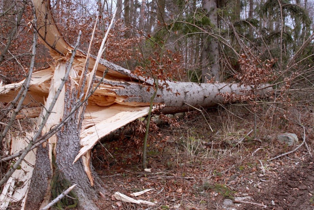 Strumschaden - Bild eines abgebrochenen Baumes als Synonym für unsere Dienstleistung Sturmschadenbeseitigung